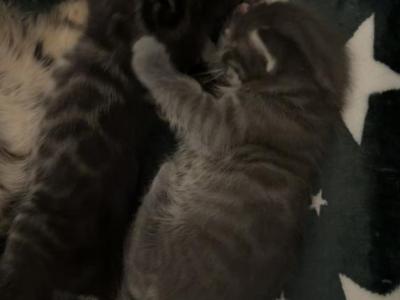 Lenora Litter - Bengal - Gallery Photo #1