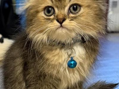 Blankiee The Handsome Young Man - Scottish Straight - Gallery Photo #1