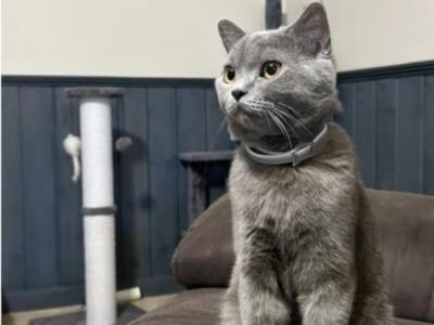 Blue - Scottish Straight - Gallery Photo #1