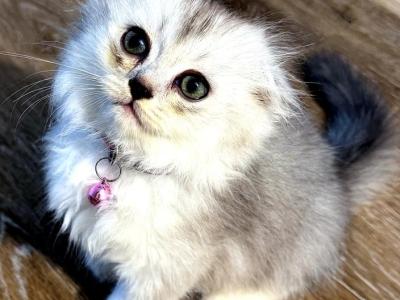 Miniee The Runner - Scottish Fold - Gallery Photo #1