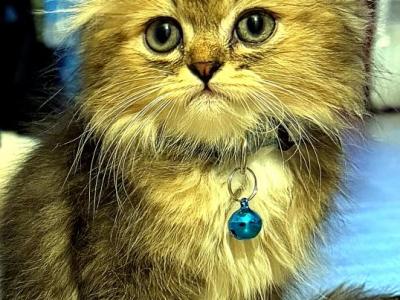 Blankiee The Handsome Young Man - Scottish Straight - Gallery Photo #1
