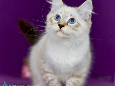 Jackson - Siberian - Gallery Photo #1