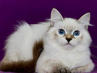 Juliet - Siberian - Gallery Photo #1