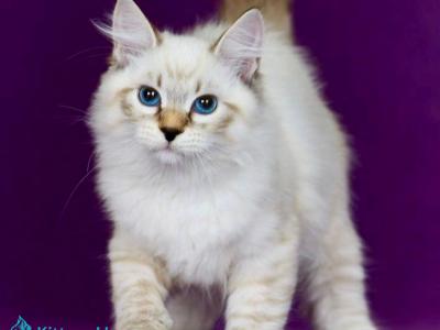 Kleo - Siberian - Gallery Photo #1