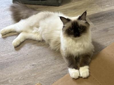 Special Seal Mitted Young Female - Ragdoll - Gallery Photo #1