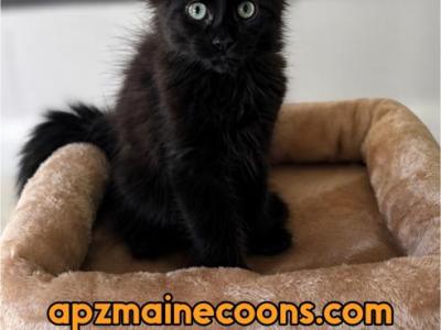 Female Black Polydactyl - Maine Coon - Gallery Photo #1