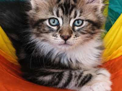 BLUE SILVER TABBY POLYDACTYL - Maine Coon - Gallery Photo #1