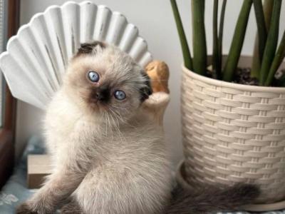 Lava1 - Scottish Fold - Gallery Photo #1