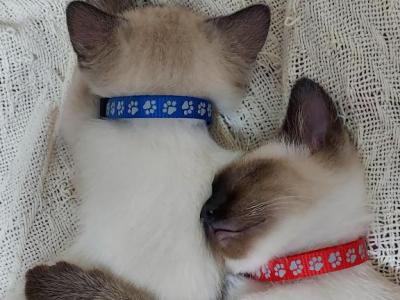 Pair Of Siamese Kittens - Siamese - Gallery Photo #1