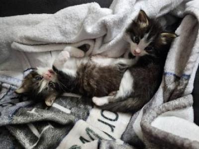 Kittens - Domestic - Gallery Photo #1