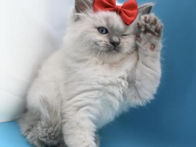 Allure Ragdolls TICA Pedigreed Ragdolls - Ragdoll - Gallery Photo #1