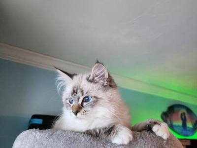 Lynx Point Ragdolls Ready In October - Ragdoll - Gallery Photo #1