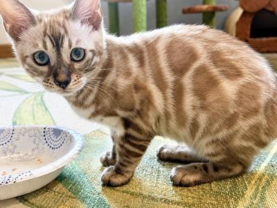 Bella - Bengal - Gallery Photo #1