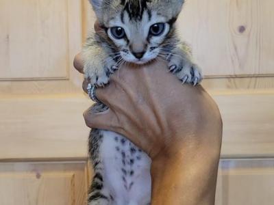 Bengal Singapura Munchkins - Munchkin - Gallery Photo #1
