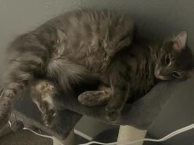Louie - Domestic - Gallery Photo #1