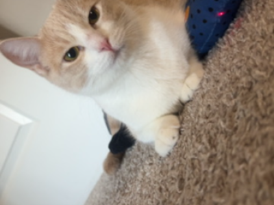 Luna - Domestic - Gallery Photo #1