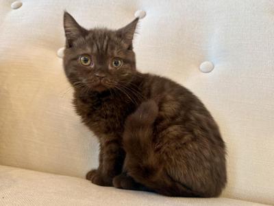 British Shorthair Chocolate Female - British Shorthair - Gallery Photo #1