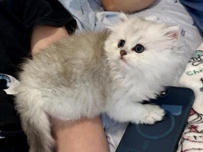 British Longhair Silver Male - British Shorthair - Gallery Photo #1