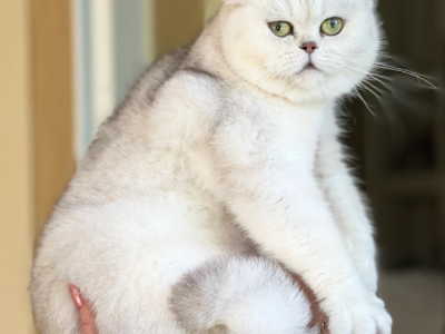 British Shorthair Silver Chinchilla Female Retirin - British Shorthair - Gallery Photo #1