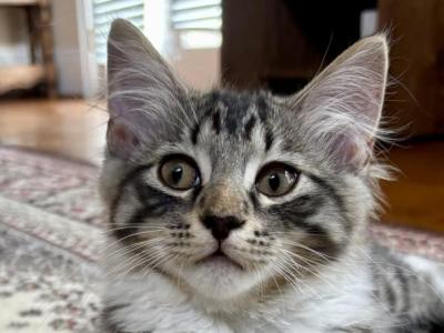 Berry Maine Coon Mix - Maine Coon - Gallery Photo #1