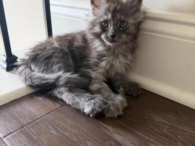 Smoke Grey Polydactyl Female - Maine Coon - Gallery Photo #1