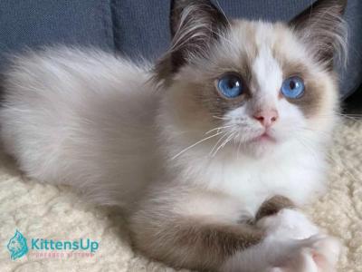Azart - Ragdoll - Gallery Photo #1