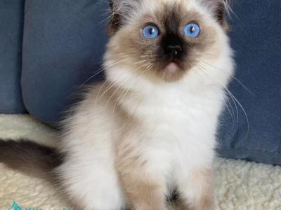 Agat - Ragdoll - Gallery Photo #1