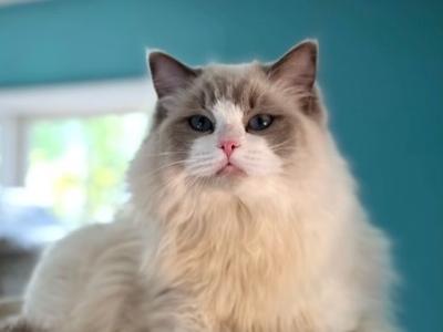 Malone - Ragdoll - Gallery Photo #1