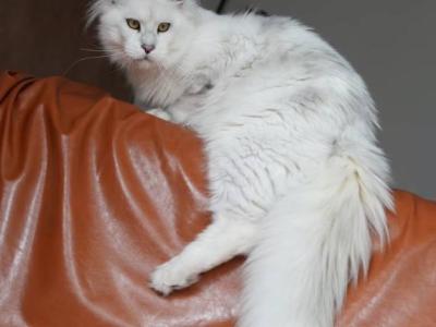 Snuffles - Maine Coon - Gallery Photo #1