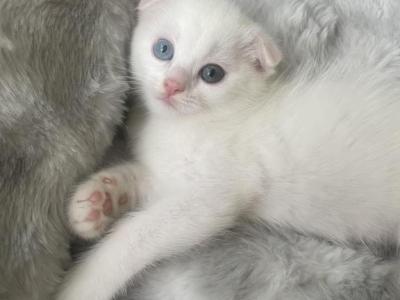 Roman - Scottish Fold - Gallery Photo #1