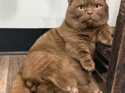 Cheeseburger - Munchkin - Gallery Photo #1