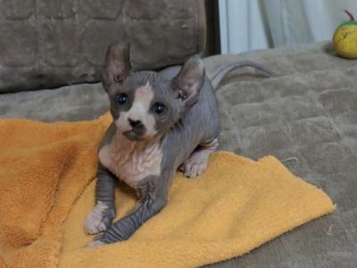 Blue Cream Sphynx - Sphynx - Gallery Photo #1