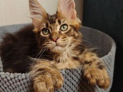 Zeppelin - Maine Coon - Gallery Photo #1