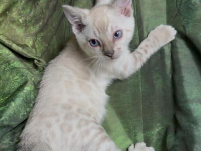 Snow Lynx Female - Bengal - Gallery Photo #1