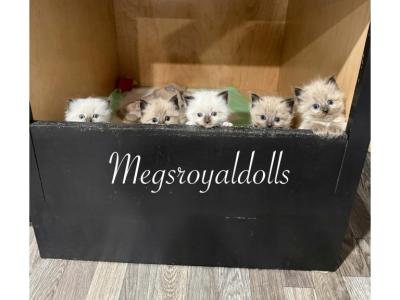 The Royal Court Litter - Ragdoll - Gallery Photo #1