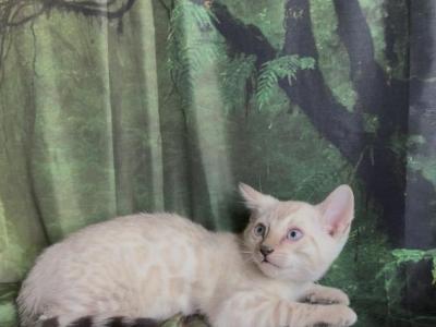 Sahara Male Snow - Bengal - Gallery Photo #1