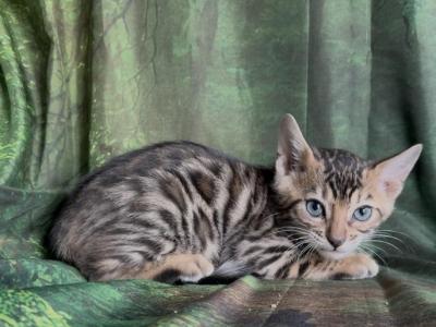 Sahara Male 1 - Bengal - Gallery Photo #1