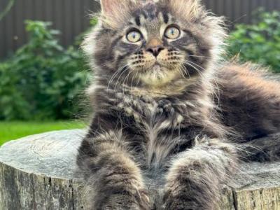 Hugo - Maine Coon - Gallery Photo #1