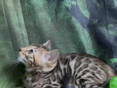 Sahara Babies - Bengal - Gallery Photo #1