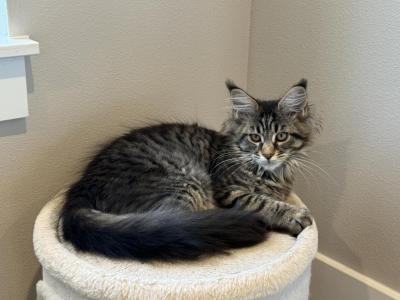 Lumi - Maine Coon - Gallery Photo #1