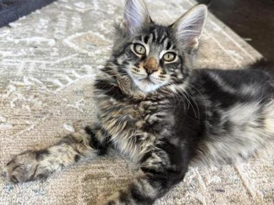 Lark - Maine Coon - Gallery Photo #1