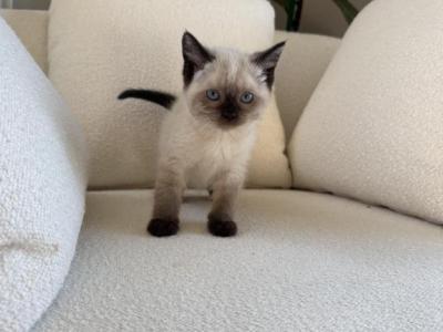 Blanka - Siamese - Gallery Photo #1