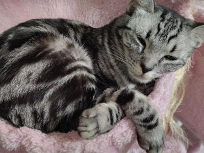 Lucy - Domestic - Gallery Photo #1