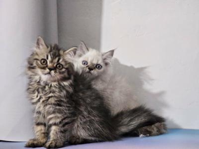 Tabby - Persian - Gallery Photo #1