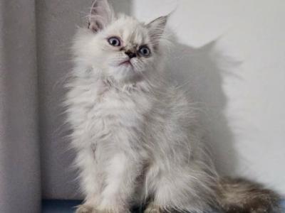 Lenny - Persian - Gallery Photo #1