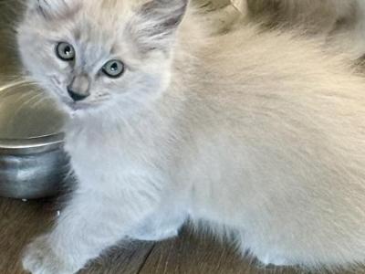 Summer Transitions - Ragdoll - Gallery Photo #1