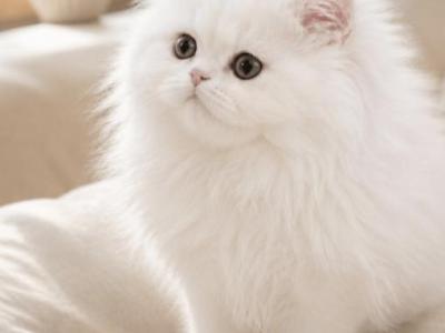 Winter Song - Persian - Gallery Photo #1
