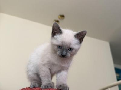 Saltana - Abyssinian - Gallery Photo #1