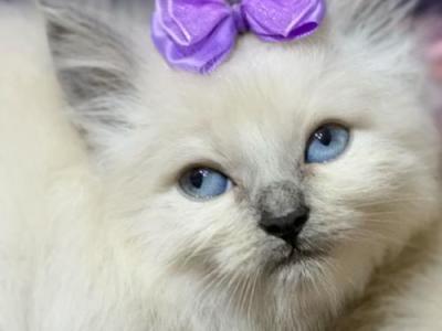 Ragdoll Floppy Kitten - Ragdoll - Gallery Photo #1