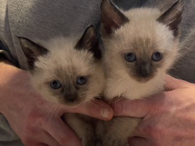 Summer Litter - Siamese - Gallery Photo #1